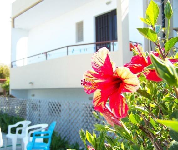 Evi Apartments And Studios เธโอโลกอส ภายนอก รูปภาพ